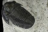 Detailed Gerastos Trilobite Fossil - Morocco #118998-4